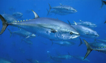 مراسلة منظمة “إيكات” حول مخاطر تكاثر التونة الحمراء وتأثيرها على الثروة السمكية والسلم الاجتماعي بالمتوسطي
