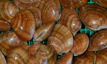 المعهد الوطني للبحث في الصيد البحري بطنجة يشرع في استكشاف مناطق جديدة للصدفيات بالبحر الأبيض المتوسط