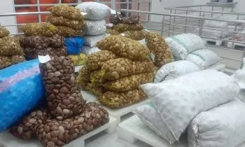 رفع الحظر عن جمع وصيد وتسويق الصدفيات من نوع “الفيرني” بالدائرة البحرية المصنفة واد نغيرو- المضيق