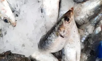 دعوة لاجتماع اللجنة المكلفة باقتراح نموذج موحد لصناديق شحن سمك السردين (الأسماك السطحية الصغيرة)