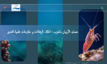 المعهد الوطني للبحث في الصيد يصدر دراسة علمية حديثة حول وضعية مصايد الأربيان بالمغرب